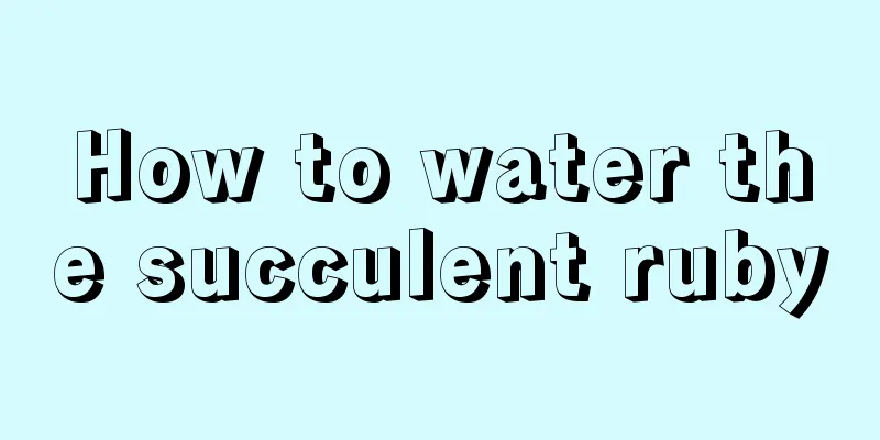 How to water the succulent ruby