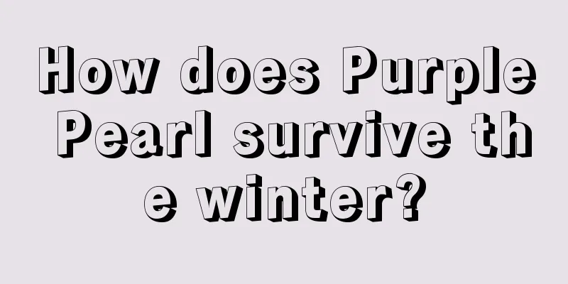 How does Purple Pearl survive the winter?