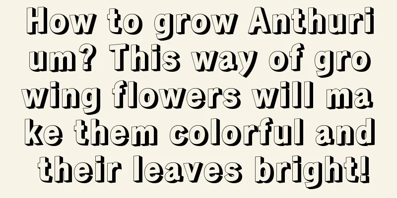 How to grow Anthurium? This way of growing flowers will make them colorful and their leaves bright!