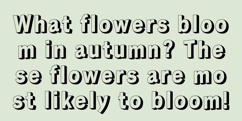 What flowers bloom in autumn? These flowers are most likely to bloom!