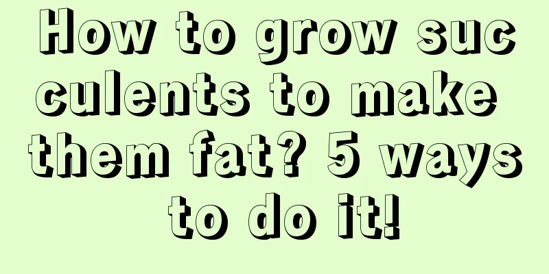 How to grow succulents to make them fat? 5 ways to do it!