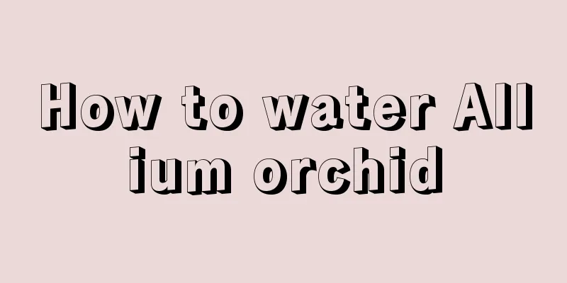 How to water Allium orchid