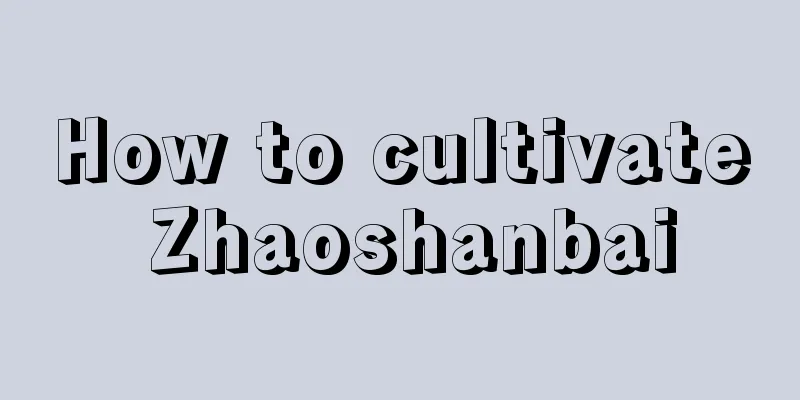 How to cultivate Zhaoshanbai