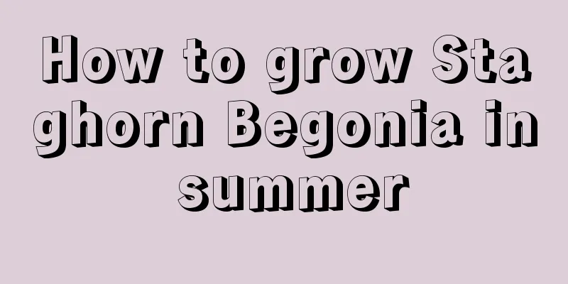 How to grow Staghorn Begonia in summer