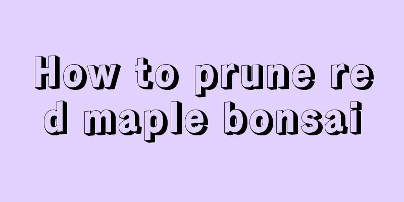 How to prune red maple bonsai