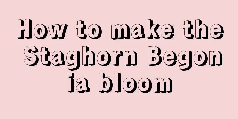 How to make the Staghorn Begonia bloom