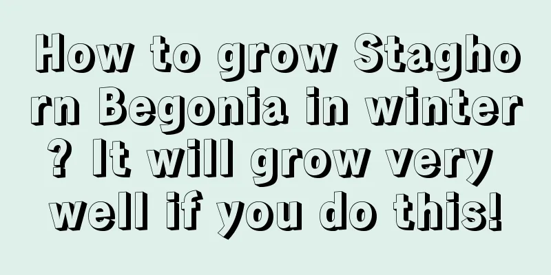 How to grow Staghorn Begonia in winter? It will grow very well if you do this!