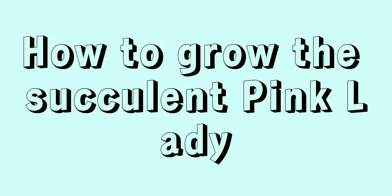 How to grow the succulent Pink Lady