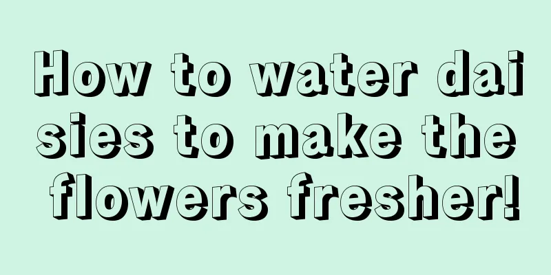 How to water daisies to make the flowers fresher!