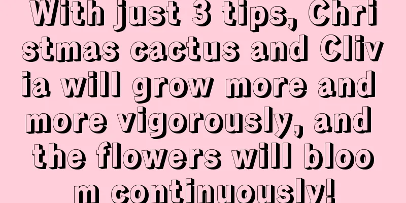 With just 3 tips, Christmas cactus and Clivia will grow more and more vigorously, and the flowers will bloom continuously!