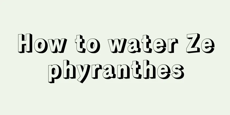 How to water Zephyranthes