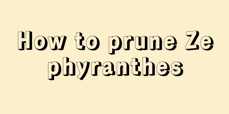 How to prune Zephyranthes