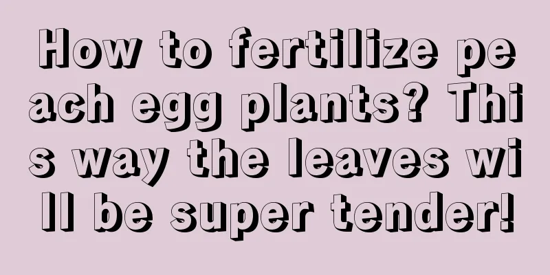 How to fertilize peach egg plants? This way the leaves will be super tender!