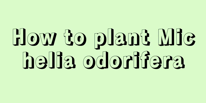 How to plant Michelia odorifera