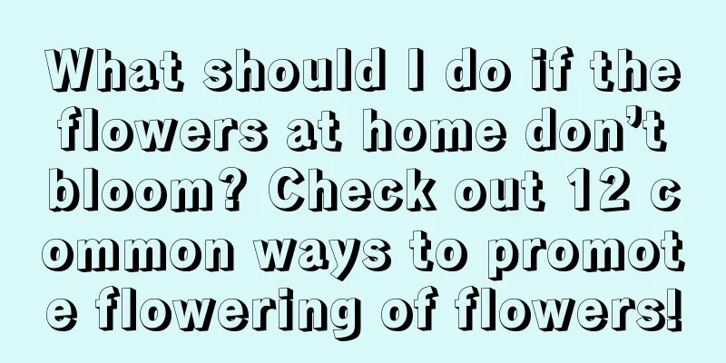 What should I do if the flowers at home don’t bloom? Check out 12 common ways to promote flowering of flowers!