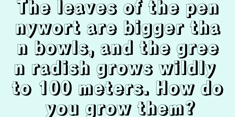 The leaves of the pennywort are bigger than bowls, and the green radish grows wildly to 100 meters. How do you grow them?