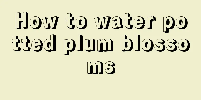 How to water potted plum blossoms