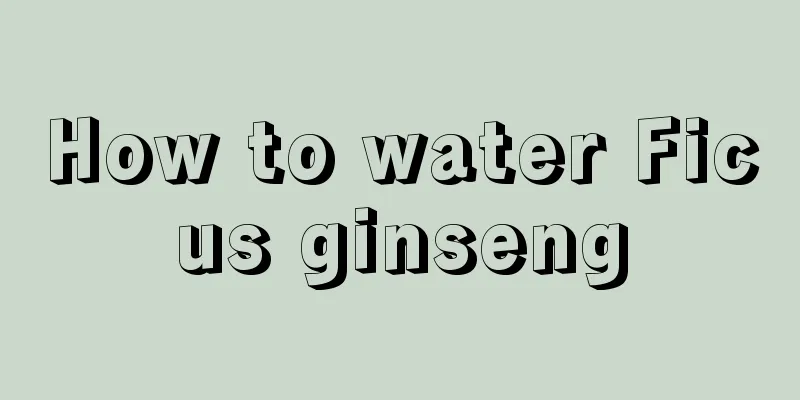 How to water Ficus ginseng