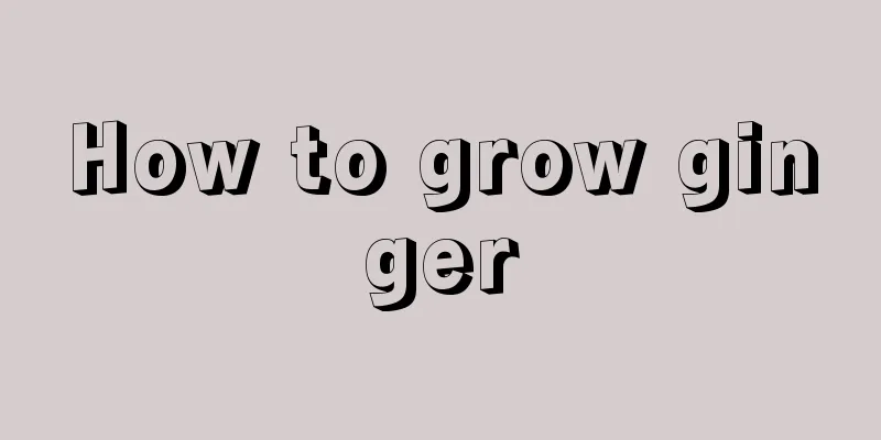 How to grow ginger