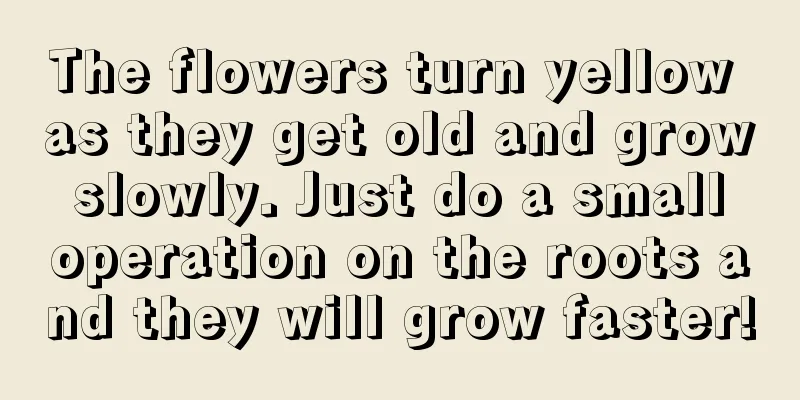 The flowers turn yellow as they get old and grow slowly. Just do a small operation on the roots and they will grow faster!