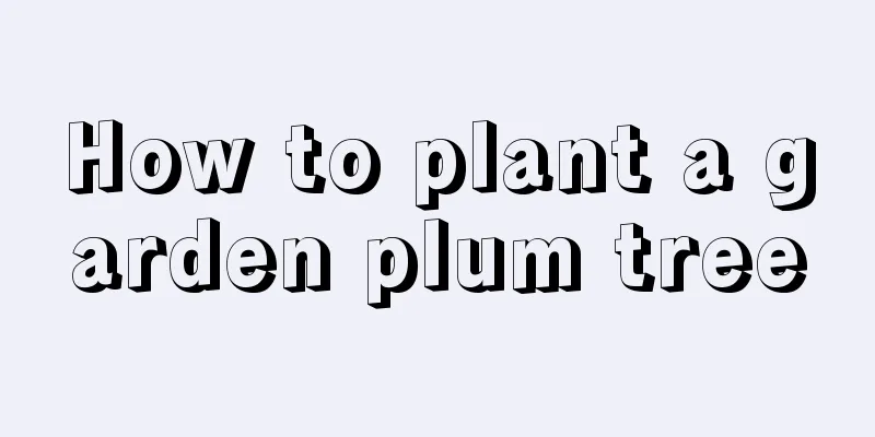 How to plant a garden plum tree