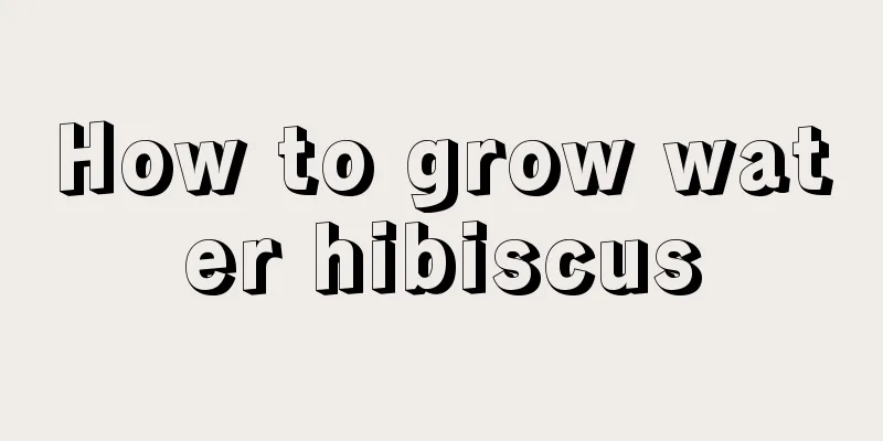 How to grow water hibiscus