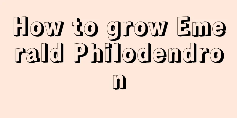 How to grow Emerald Philodendron