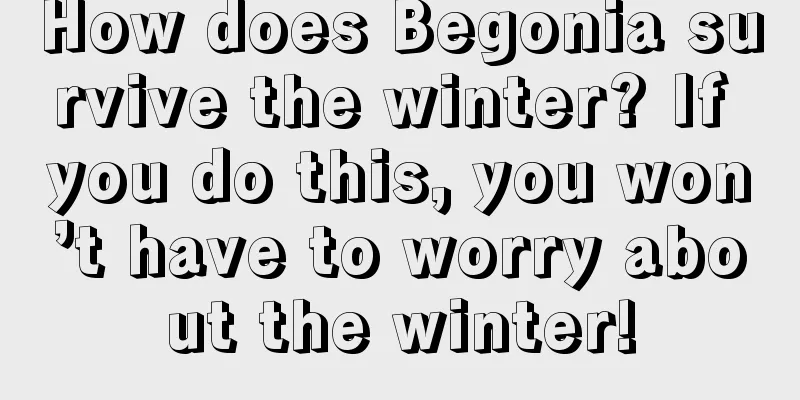 How does Begonia survive the winter? If you do this, you won’t have to worry about the winter!