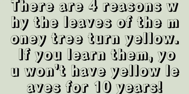 There are 4 reasons why the leaves of the money tree turn yellow. If you learn them, you won’t have yellow leaves for 10 years!