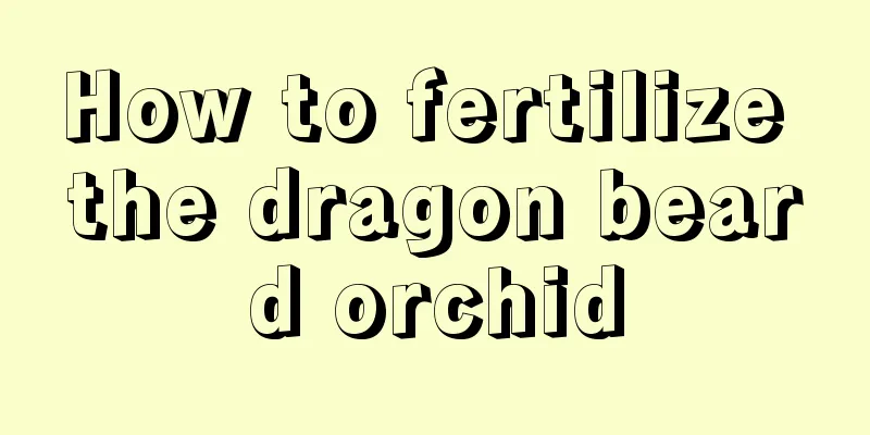 How to fertilize the dragon beard orchid