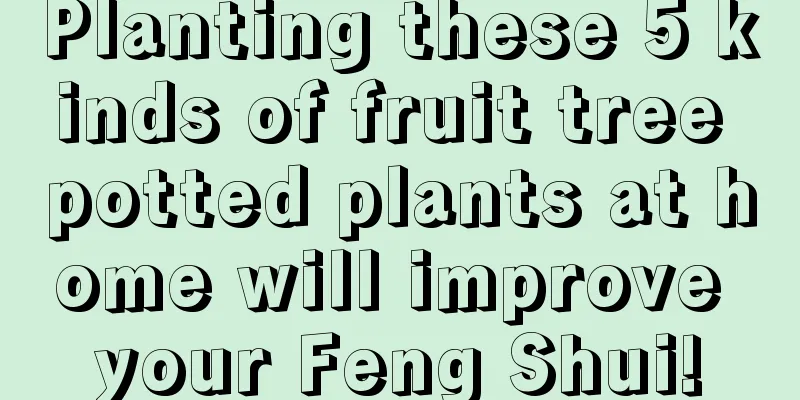 Planting these 5 kinds of fruit tree potted plants at home will improve your Feng Shui!