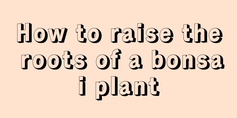 How to raise the roots of a bonsai plant