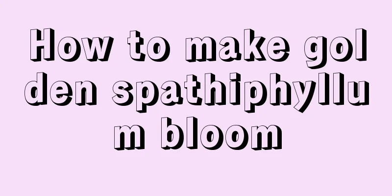 How to make golden spathiphyllum bloom