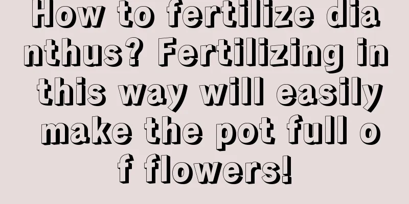 How to fertilize dianthus? Fertilizing in this way will easily make the pot full of flowers!