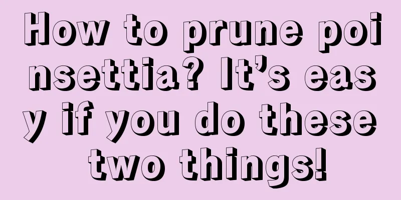 How to prune poinsettia? It’s easy if you do these two things!