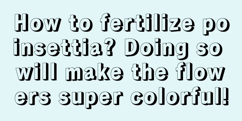 How to fertilize poinsettia? Doing so will make the flowers super colorful!