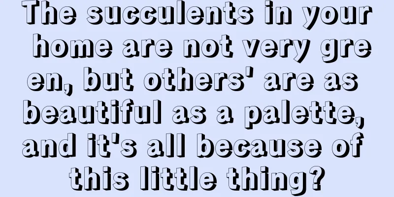 The succulents in your home are not very green, but others' are as beautiful as a palette, and it's all because of this little thing?