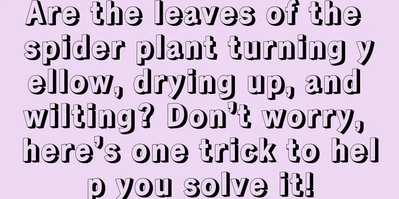 Are the leaves of the spider plant turning yellow, drying up, and wilting? Don’t worry, here’s one trick to help you solve it!