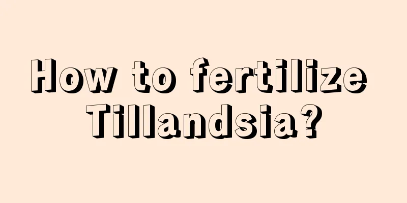 How to fertilize Tillandsia?