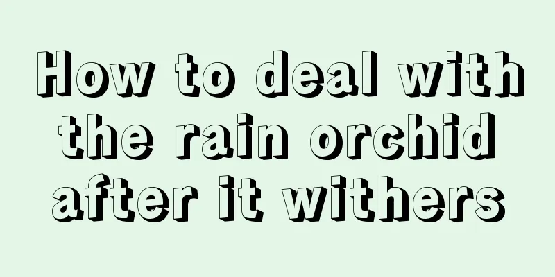 How to deal with the rain orchid after it withers