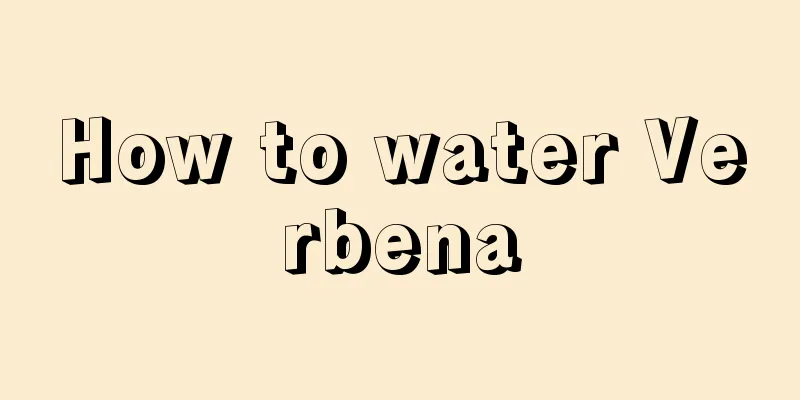 How to water Verbena