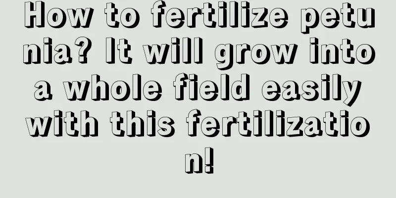 How to fertilize petunia? It will grow into a whole field easily with this fertilization!