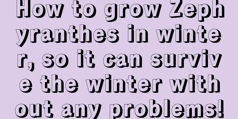 How to grow Zephyranthes in winter, so it can survive the winter without any problems!