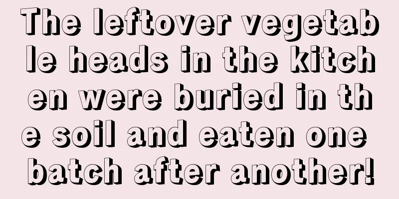 The leftover vegetable heads in the kitchen were buried in the soil and eaten one batch after another!