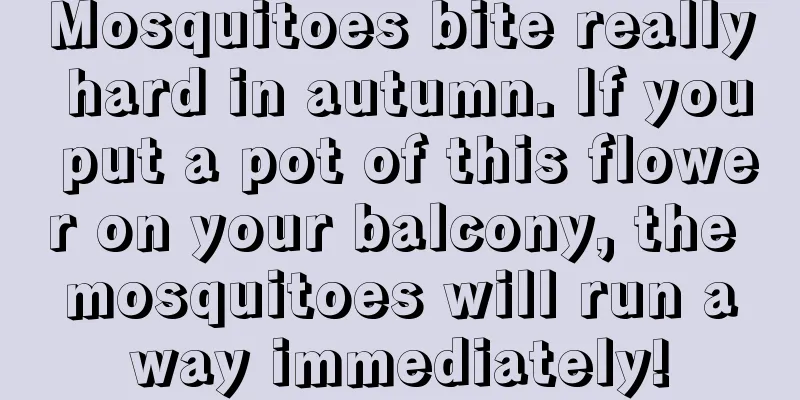 Mosquitoes bite really hard in autumn. If you put a pot of this flower on your balcony, the mosquitoes will run away immediately!