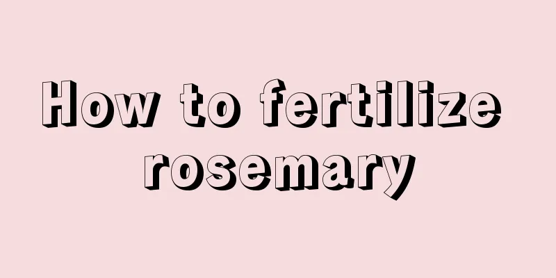 How to fertilize rosemary