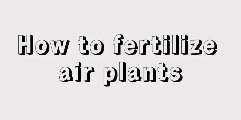 How to fertilize air plants