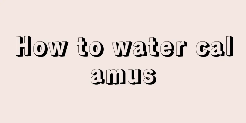 How to water calamus