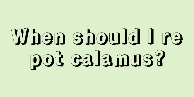 When should I repot calamus?