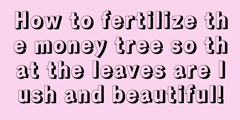 How to fertilize the money tree so that the leaves are lush and beautiful!